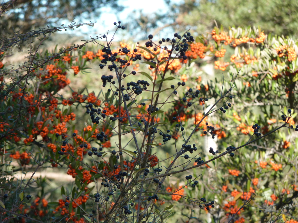 No s'ha trobat l'arxiu